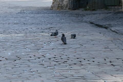 Columba livia domestica