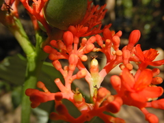 Jatropha