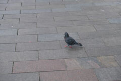 Columba livia domestica
