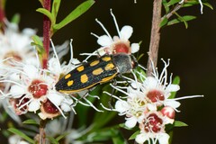 Castiarina xanthopilosa