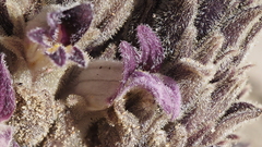 Aphyllon cooperi