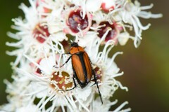 Phyllotocus scutellaris