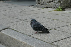 Columba livia domestica