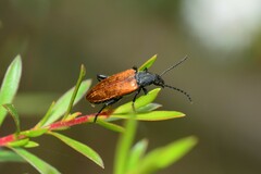 Lepturidea deplanchei