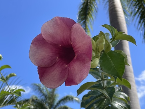 Allamanda image