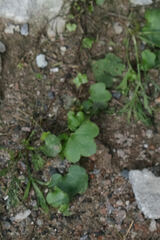Cymbalaria muralis