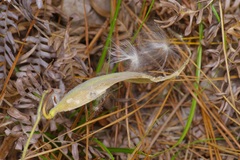 Asclepiadeae
