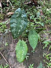 Caladium steudnerifolium