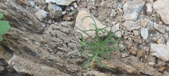 Lepidium fremontii