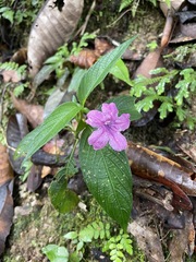 Ruellieae