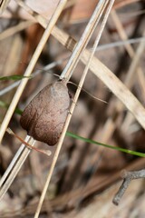 Tortricopsis semijunctella