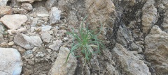 Lepidium fremontii