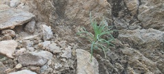 Lepidium fremontii
