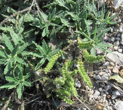 Heliotropium amplexicaule