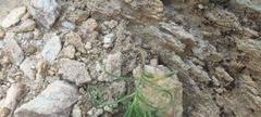 Lepidium fremontii