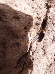 Allothereua maculata