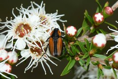 Phyllotocus scutellaris