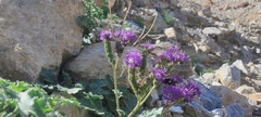 Phacelia crenulata ambigua