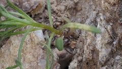 Lepidium fremontii