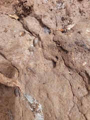 Allothereua maculata