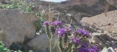 Phacelia crenulata ambigua