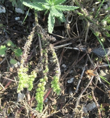 Heliotropium amplexicaule