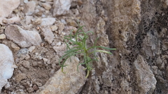 Lepidium fremontii