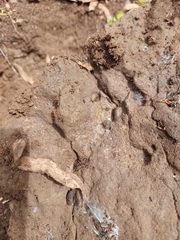Allothereua maculata