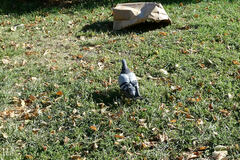 Columba livia domestica