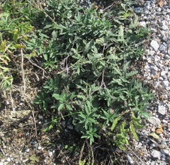 Heliotropium amplexicaule