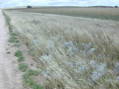 Acanthocladium dockeri