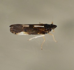 Sardia rostrata