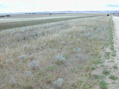 Acanthocladium dockeri