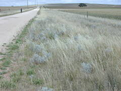 Acanthocladium dockeri