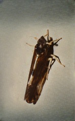 Sardia rostrata
