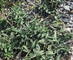 Heliotropium amplexicaule