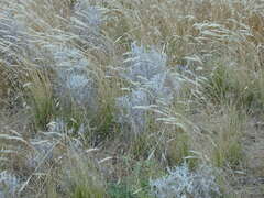 Acanthocladium dockeri