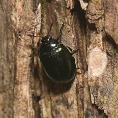 Plagiodera versicolora