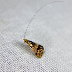 Nemophora