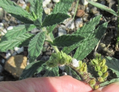 Heliotropium amplexicaule