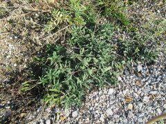 Heliotropium amplexicaule