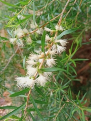 Melaleuca bracteata