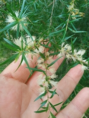 Melaleuca bracteata