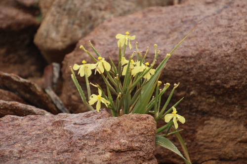 Image of Moraea schlechteri by (c) Tony Rebelo, some rights reserved (CC BY-SA)