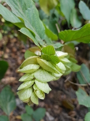 Flemingia strobilifera