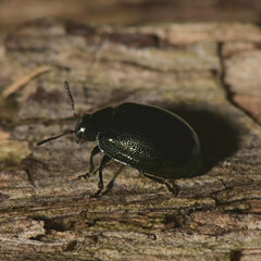 Plagiodera versicolora