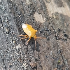 Brontocoris nigrolimbatus