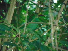 Aulacorhynchus prasinus