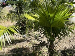 Coryphoideae
