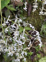 Epidendrum